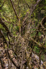 Living roots bridge near Nongriat village, Cherrapunjee, Meghalaya, India. This bridge is formed by training tree roots over years to knit together.
