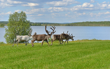 Reindeer on shore of northern lake in summer. Finnish Lapland