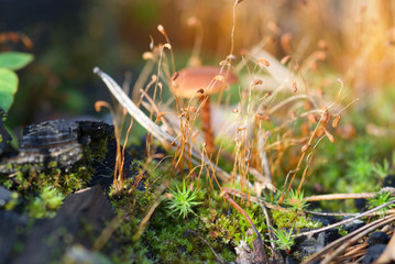 beautiful forest mushrooms from under Kiev