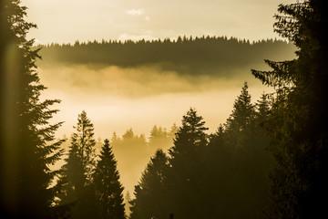 misty forest landscape