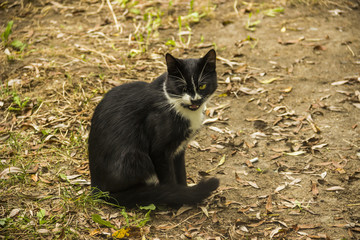 Obraz premium black stray cat