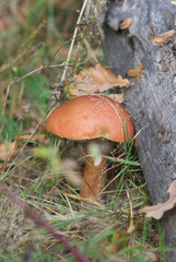 beautiful forest mushrooms from under Kiev