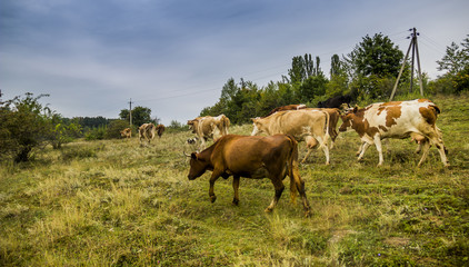 caws in the field