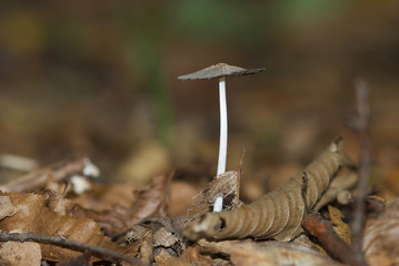 beautiful forest mushrooms from under Kiev