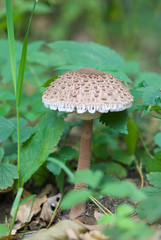 beautiful forest mushrooms from under Kiev