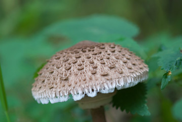 beautiful forest mushrooms from under Kiev