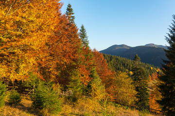 Fototapeta premium Beautiful autumn landscape with colorful trees in Carpathian mountains, Ukraine. Red, yellow and green fall leaves