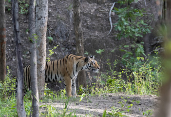 A tigress approaching the waterhole inside Pench tiger reserve