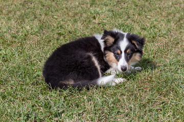 Shetland sheepdog puppy is lying in the green grass. Three month old.