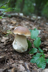 beautiful forest mushrooms from under Kiev