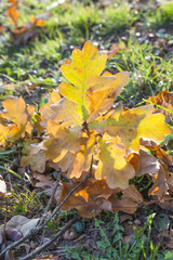 Herbstlaub im Gegenlicht