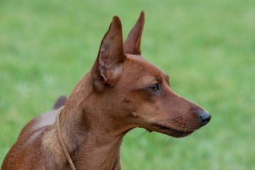 Cute red puppy of miniature pinscher close up.