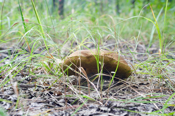 beautiful forest mushrooms from under Kiev