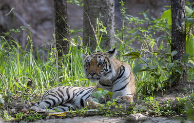 Fototapeta na wymiar A tigress sitting near a waterhole inside Pench tiger reserve