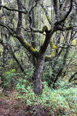 ÁRBOL DE OTOÑO EN EL BOSQUE