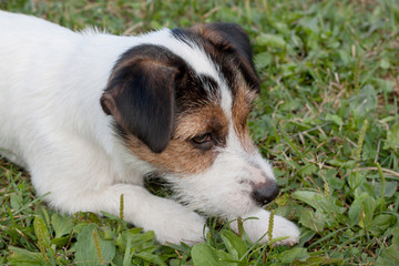 Cute jack russell terrier puppy with hazel eyes. Pet animals.