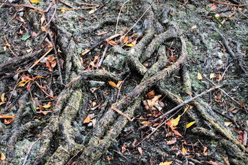 RAÍCES DE ÁRBOLES EN EL BOSQUE