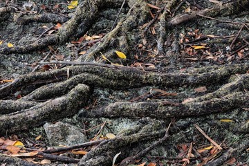 RAÍCES DE ÁRBOLES ENTRELAZADAS