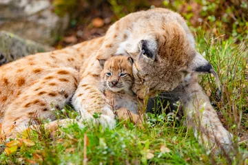 Meubelstickers Zorgzame lynxmoeder en haar schattige jonge welp in het gras © kjekol
