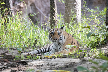 A dominant tigress looking head on near a waterhole inside Pench tiger reserve