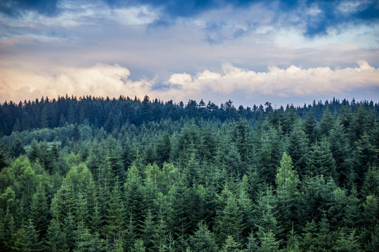 Fototapeta spruce forest landscape