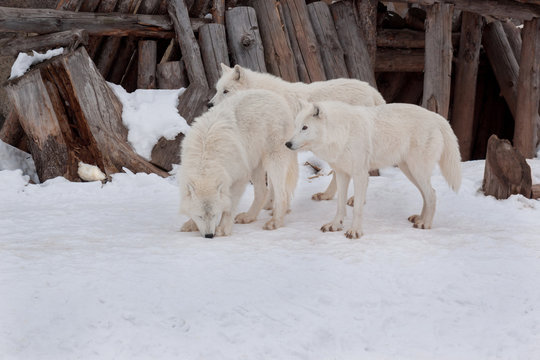 Three wild alaskan tundra wolves are playing on white snow. Canis lupus arctos. Polar wolf or white wolf.
