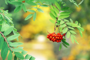 Rowan berries on tree on defocused background and copy space. Autumnal colors. Selective focus.