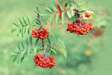 Bunch of rowan on blurred background of foliage with copy space. Autumn nature background. Soft...