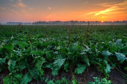 Field with sugarbeet under a rising sun.