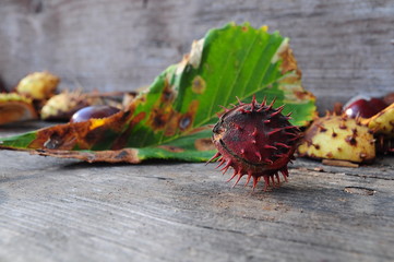 Horse Chestnuts on a wooden and  leaves. Autumn colorful  background