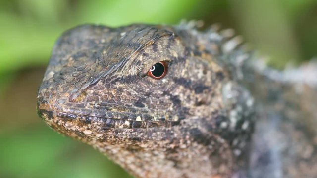 head of the living lizard with eye movement 