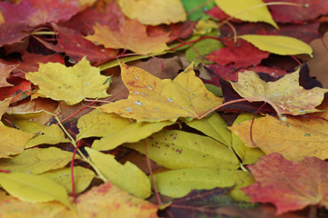 Background created from colorful autumn leaves, selective focus