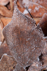 Beautiful autumn leaf covered with hoarfrost. Close up.