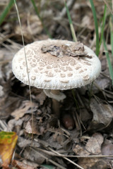Parasol mushroom (Macrolepiota procera) growing in grass of a forest