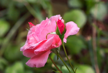 Pink roses on green grass background.