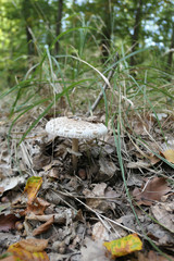 Parasol mushroom (Macrolepiota procera) growing in grass of a forest