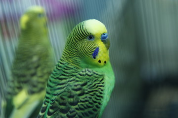 Fototapeta premium Green parrot in the cage . Budgie . Parakeets . Green wavy parrot sits in a cage . Rosy Faced Lovebird parrot in a cage . birds inseparable .Budgerigar on the cage. 