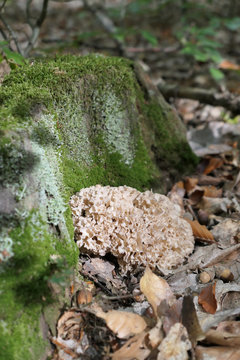 cauliflower fungus (Sparassis crispa) on a tree trunk of beech forest