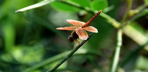 dragonfly walk on 
