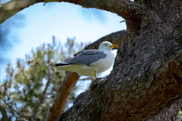 Seagull, Santa Clotilde Gardens in Lloret de mar, Catalonia.