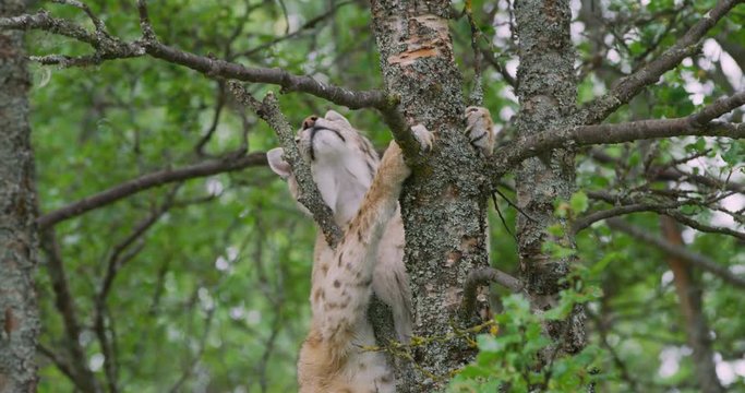 Large lynx cat climbing in a tree in the forest