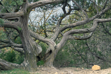 old tree with hollow