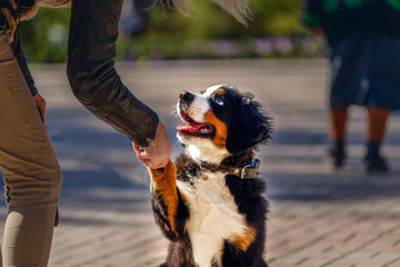 Cute puppy gives paw. © OLEKSII