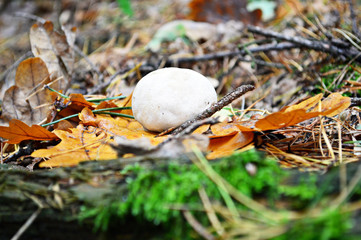 white mushroom among the branches
