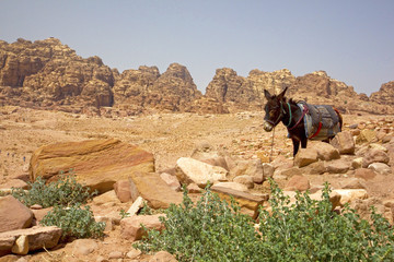 Bedouin donkey resting surrounded by the rose red landscape, Petra, Jordan.