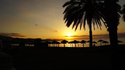 sunrise at the beach in Malaga golden hour umbrellas and palm trees