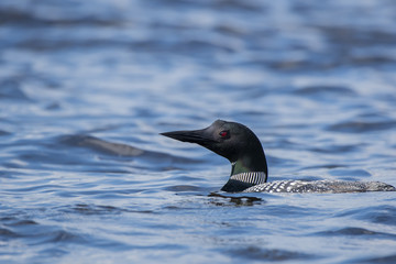 A common loon swimming on lake waves inside Nelson lake in Hayward, WI