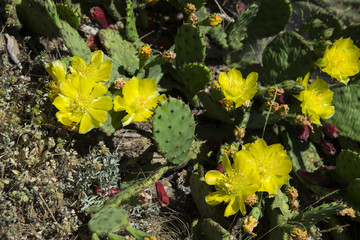 Flowering cacti in the forests of Crimea