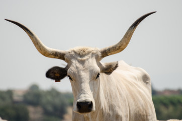 Naklejka premium Cows of Tuscan breed grazing