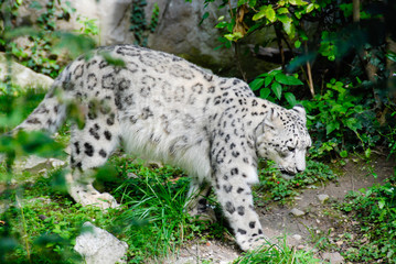 SNOW LEOPARD IN CAPTIVITY